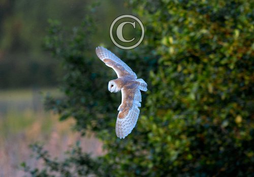 Barn Owl in Flight  DM1751